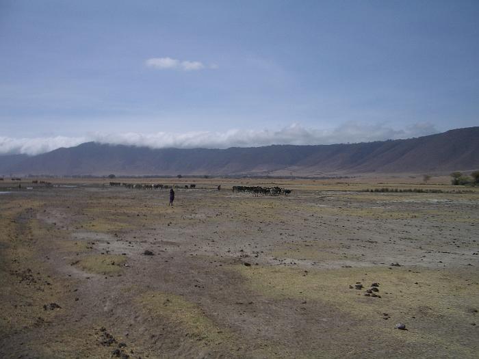 151_Maasai met koeien in de krater omdat er buiten geen water is